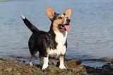 CORGI CARDIGAN 128